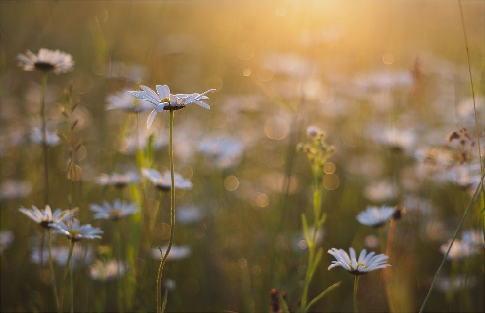 chamomile dreams...