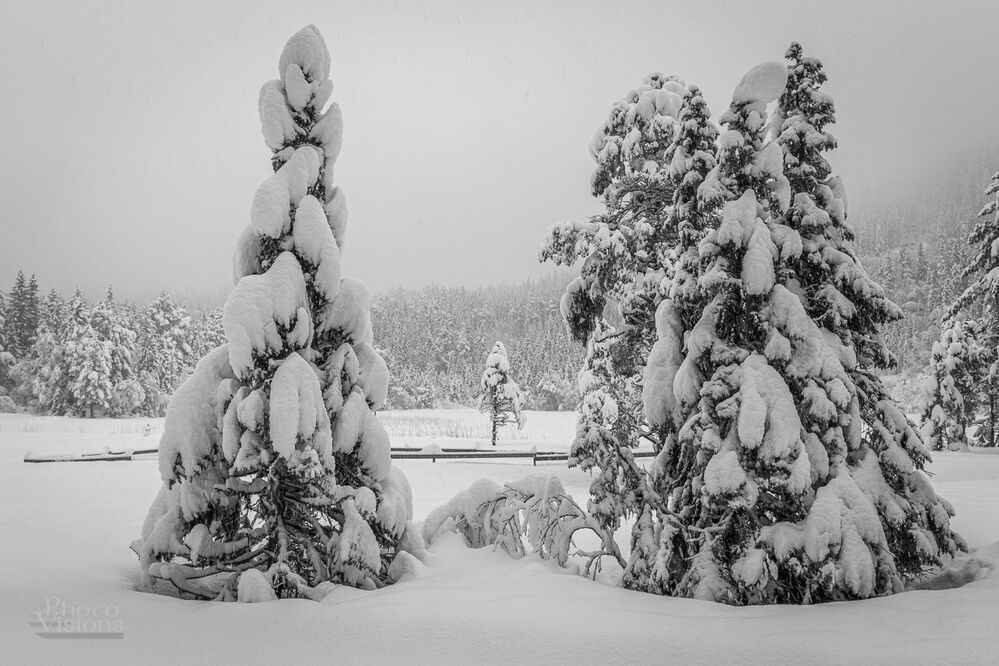Winter wonderland
