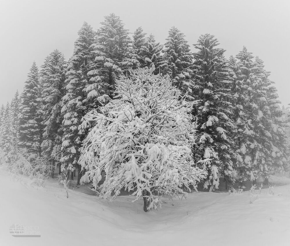 Winter wonderland