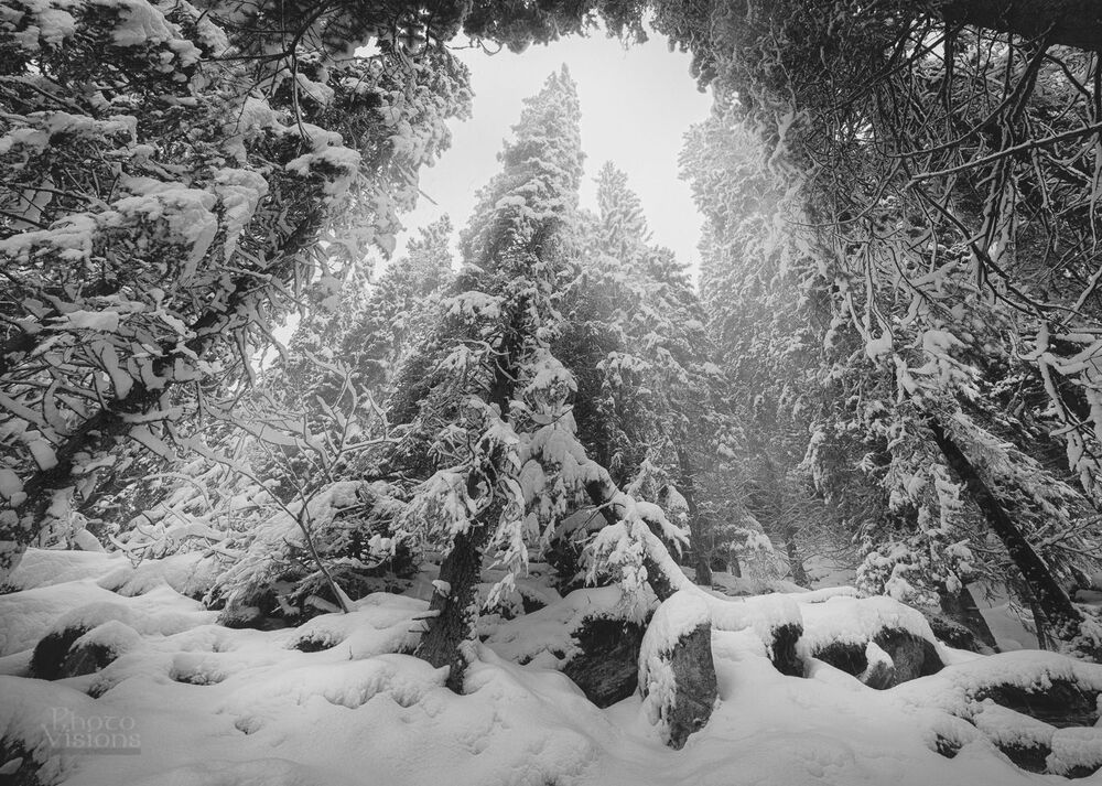 Winter wonderland