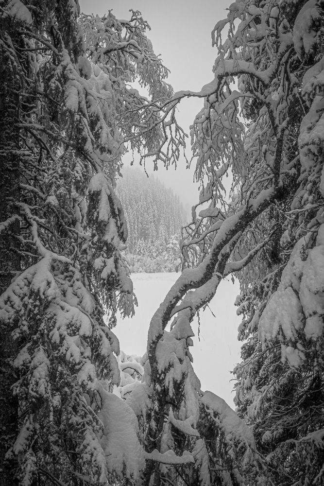 Winter wonderland
