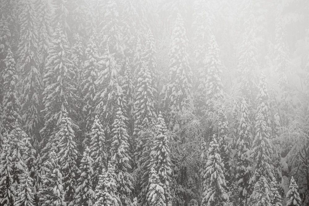Winter wonderland