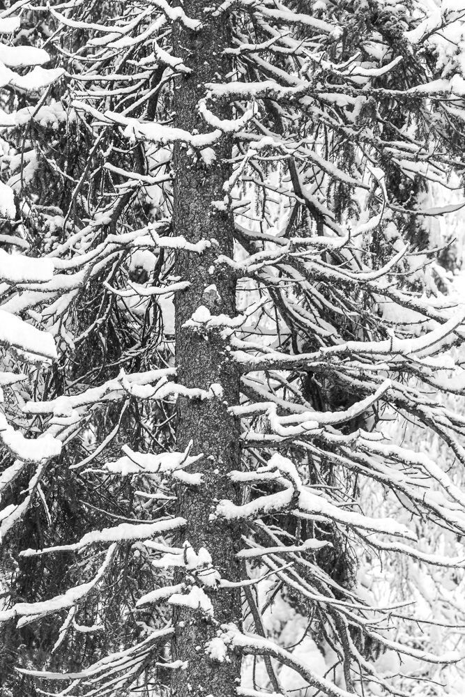 Winter wonderland
