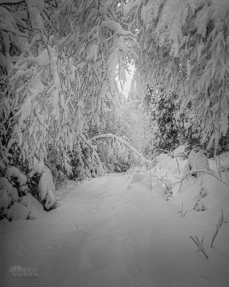 Winter wonderland