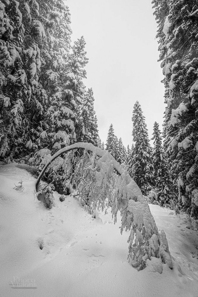 Winter wonderland