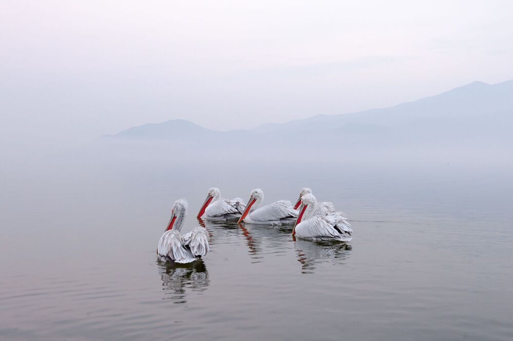 Pelicans-refuge