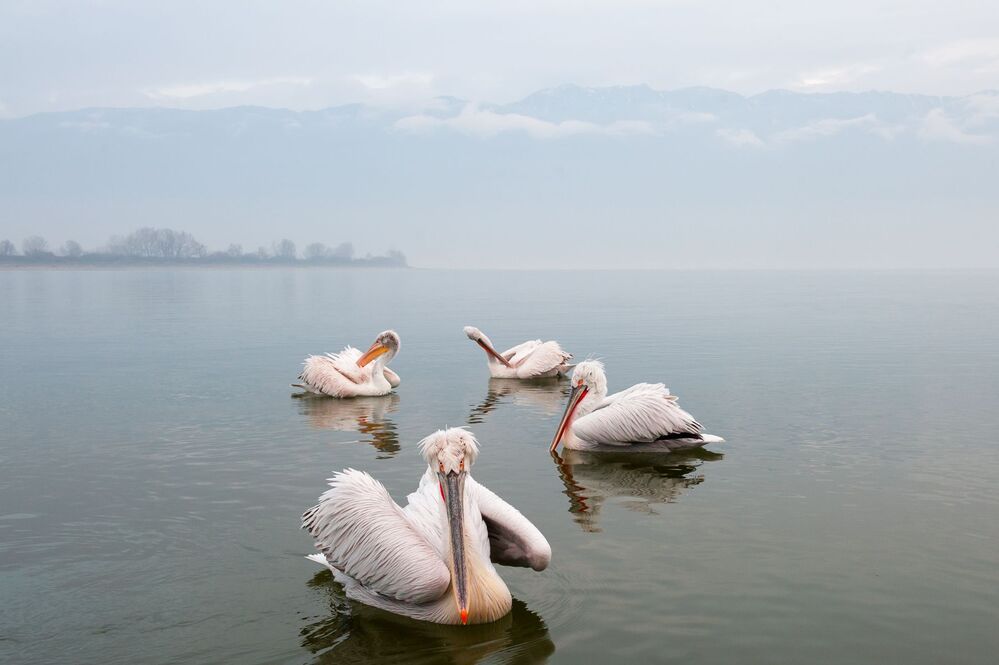 Pelicans-refuge