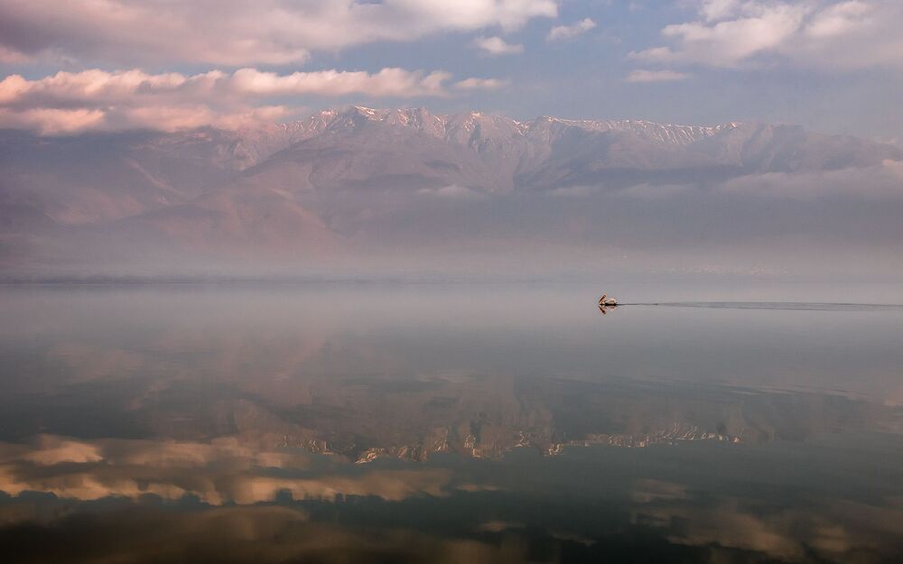 Pelicans-refuge