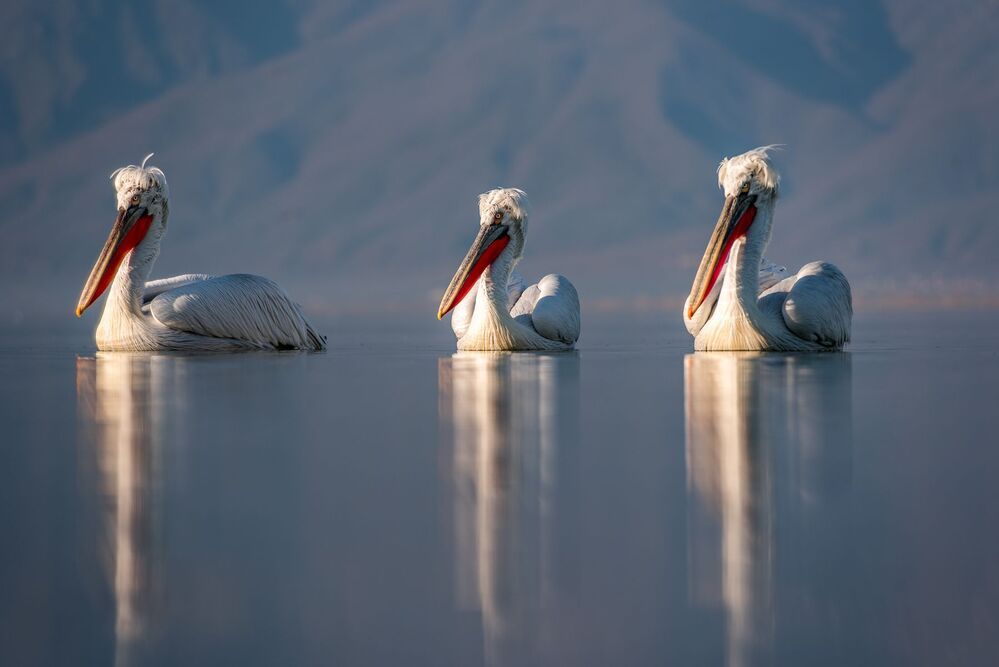 Pelicans-refuge