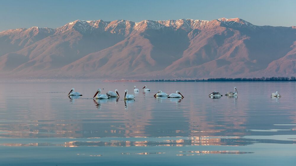 Pelicans-refuge