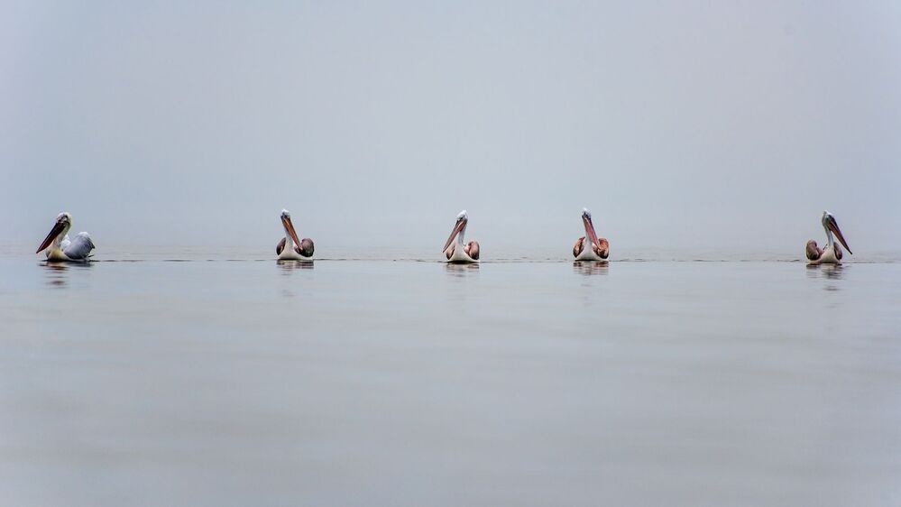 Pelicans-refuge