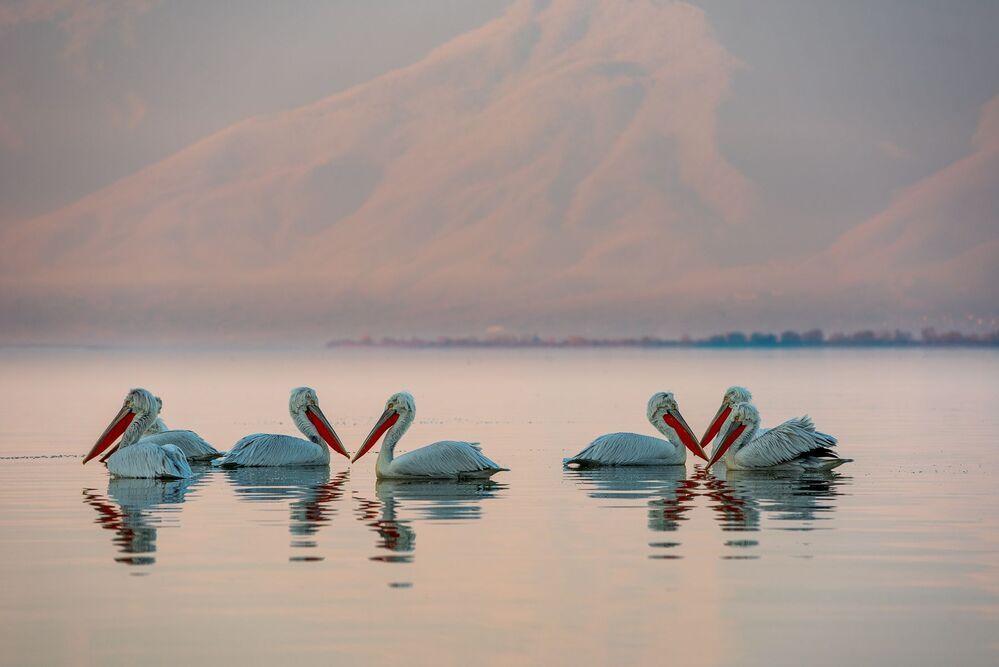 Pelicans-refuge