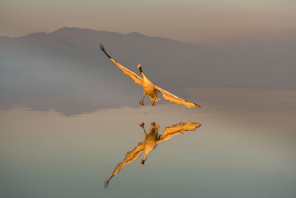 Reflections