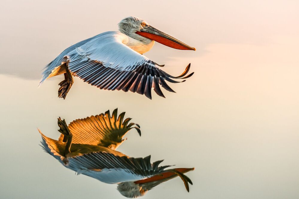 Reflections