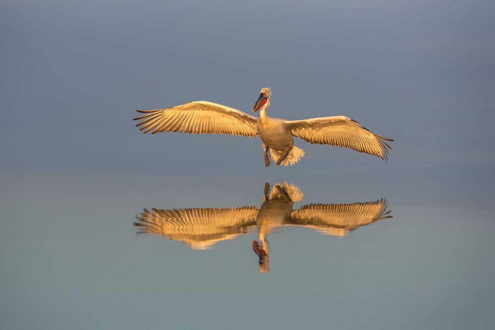 Reflections