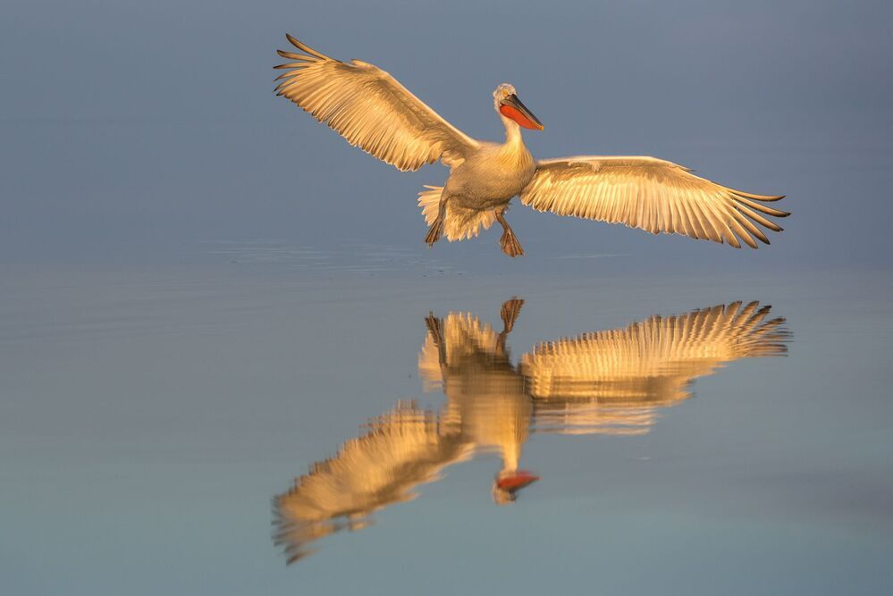 Reflections