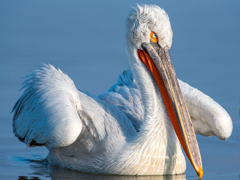 Pelicans-portrait