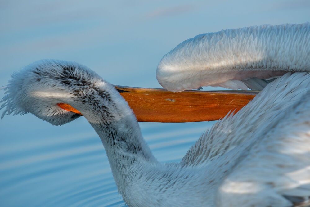 Pelicans-portrait