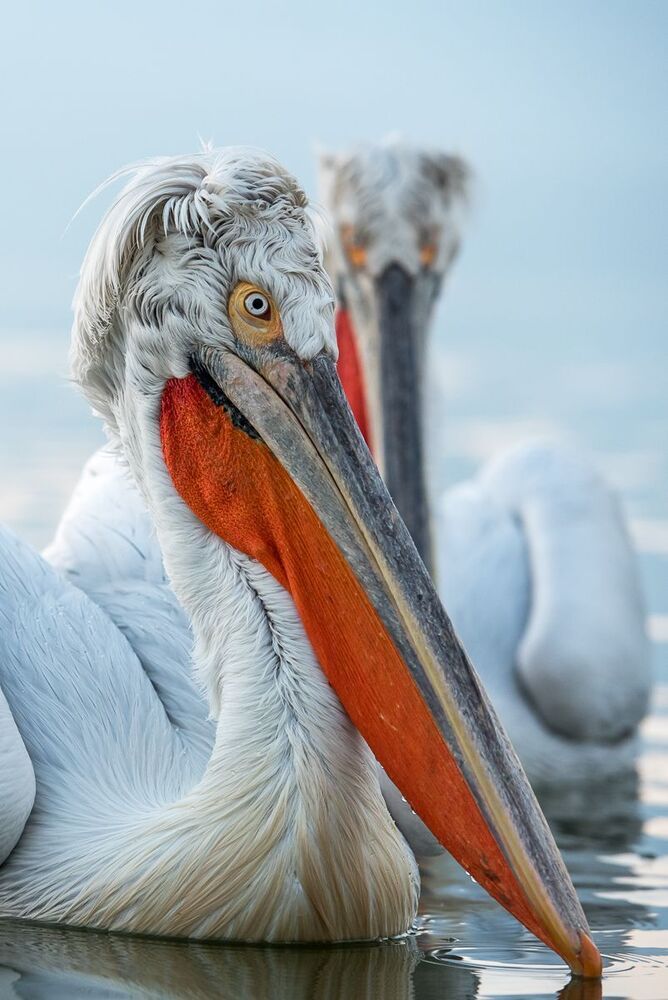 Pelicans-portrait