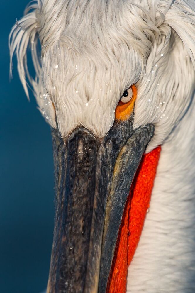 Pelicans-portrait