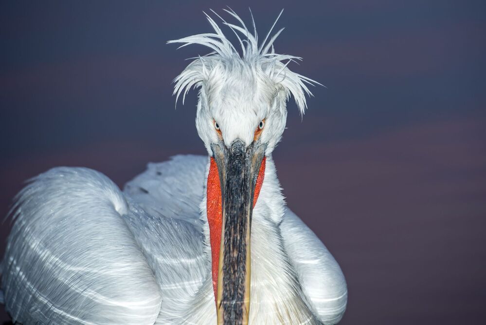 Pelicans-portrait