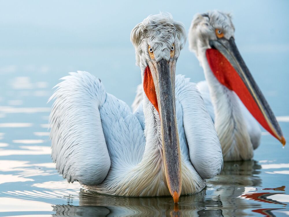 Pelicans-portrait