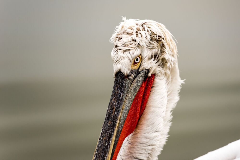 Pelicans-portrait