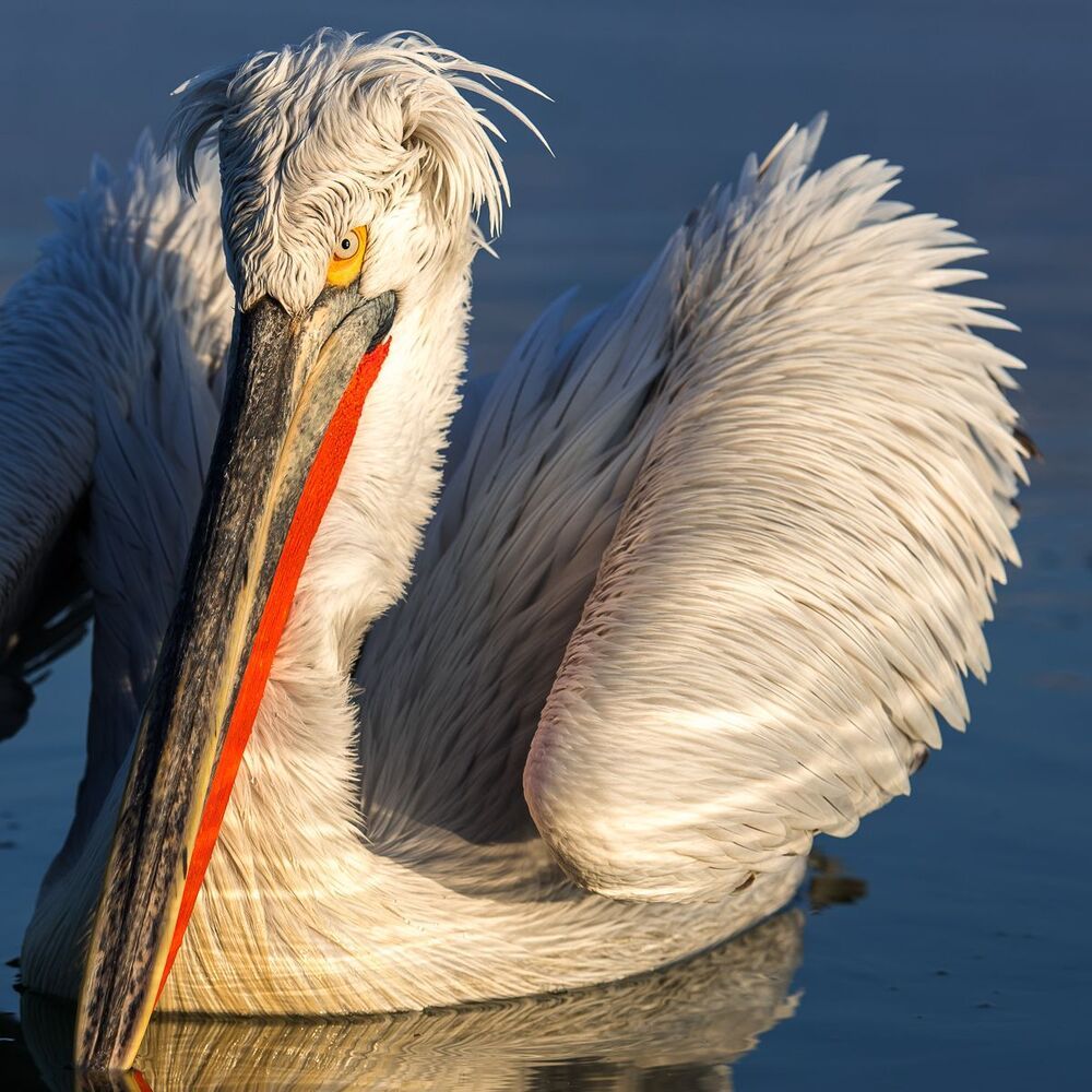 Pelicans-portrait