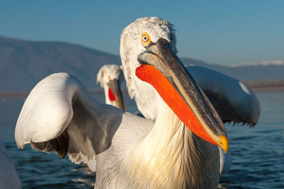 Pelicans-portrait