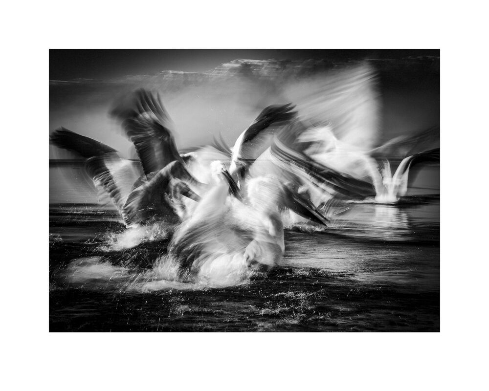 Pelicans-battle
