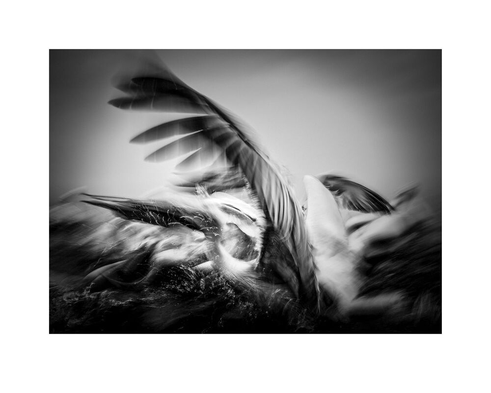 Pelicans-battle