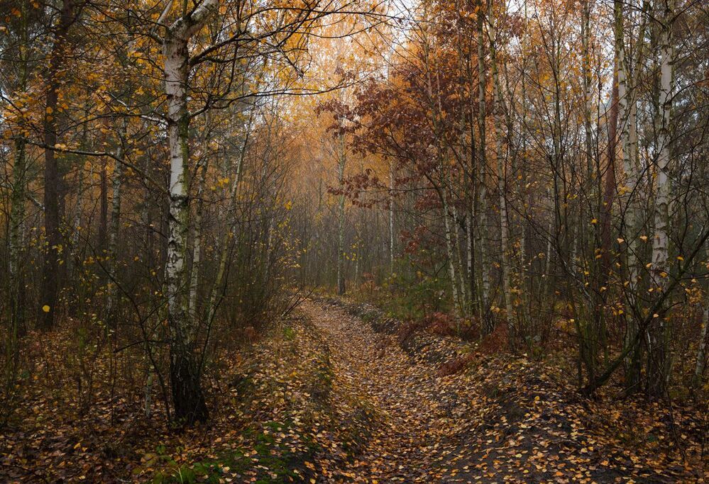 Сырая осень