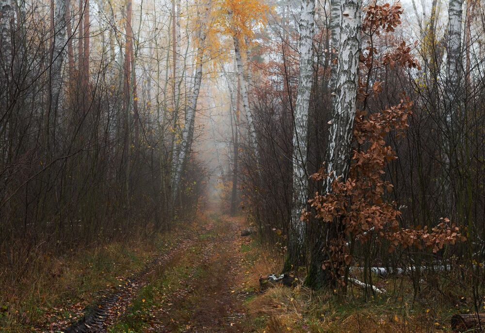 Сырая осень
