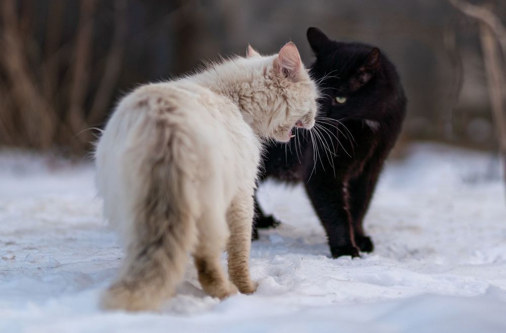 КотоРазбрки