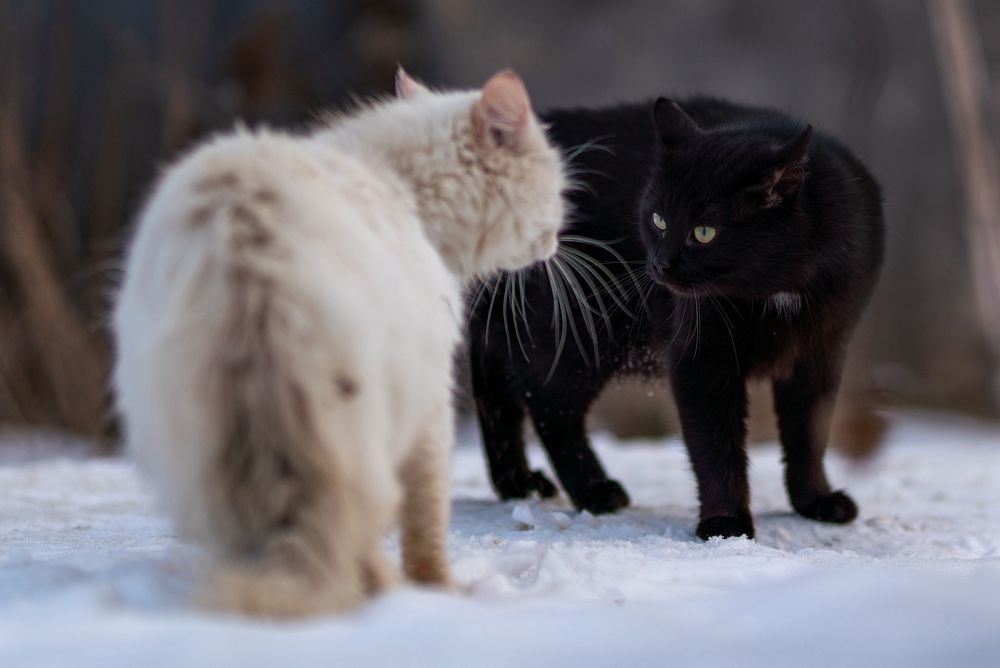 КотоРазбрки