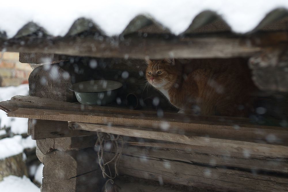 Cat under the roof
