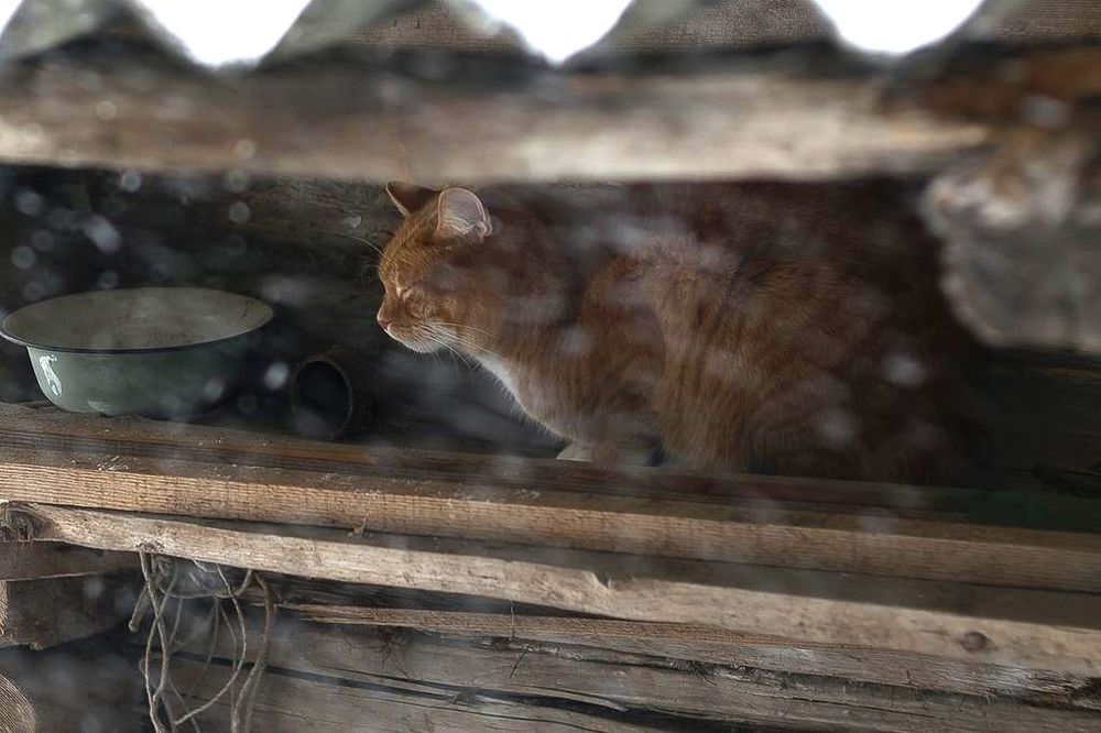 Cat under the roof