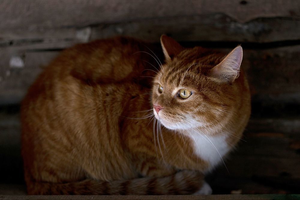 Cat under the roof