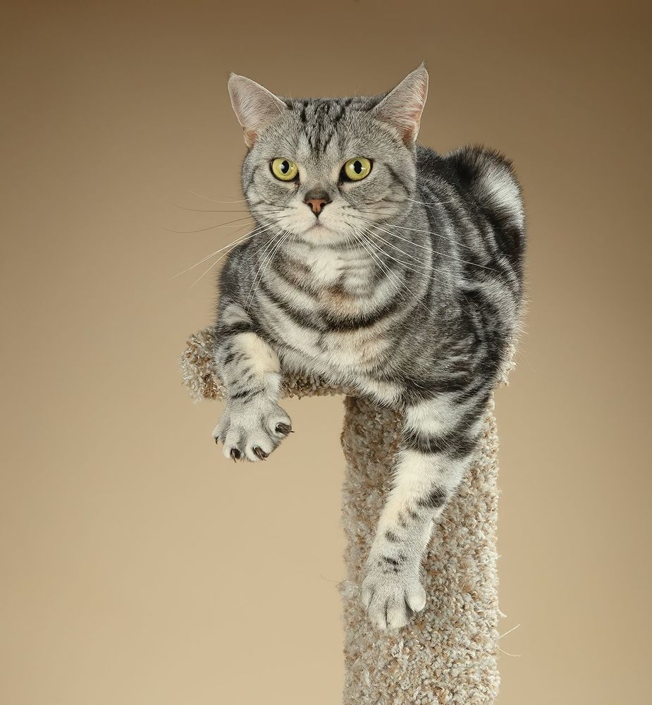 Маркиз. Американский короткошерстный кот - American shorthair cat