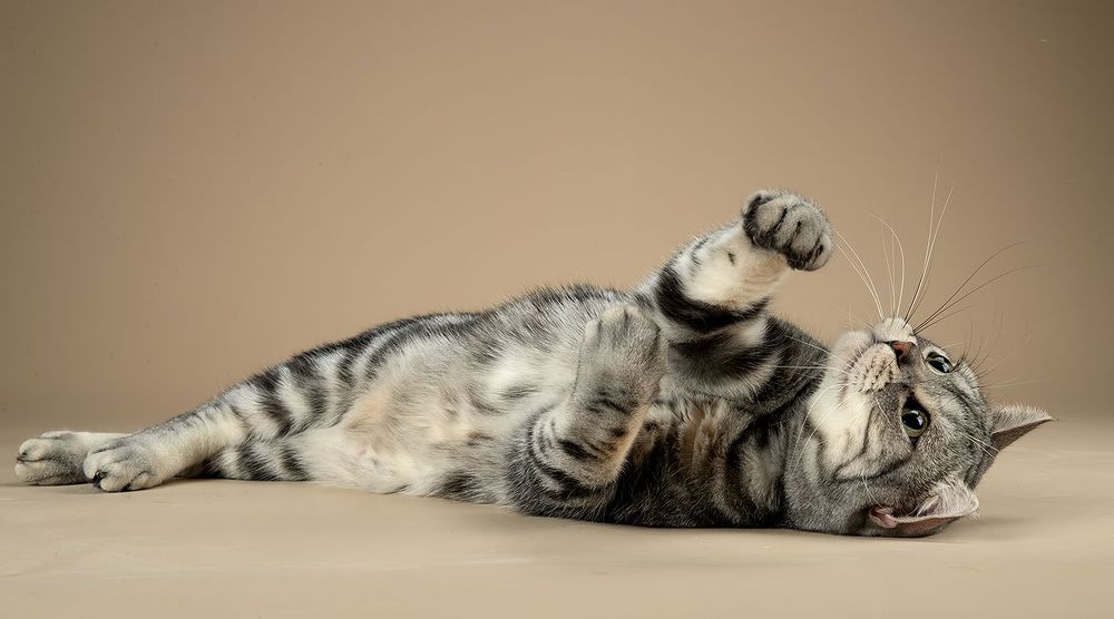 Маркиз. Американский короткошерстный кот - American shorthair cat