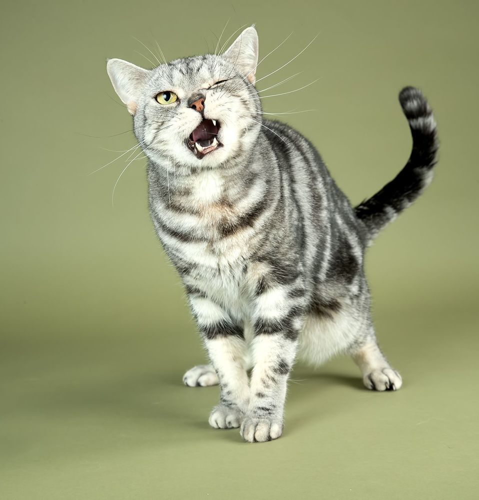 Маркиз. Американский короткошерстный кот - American shorthair cat