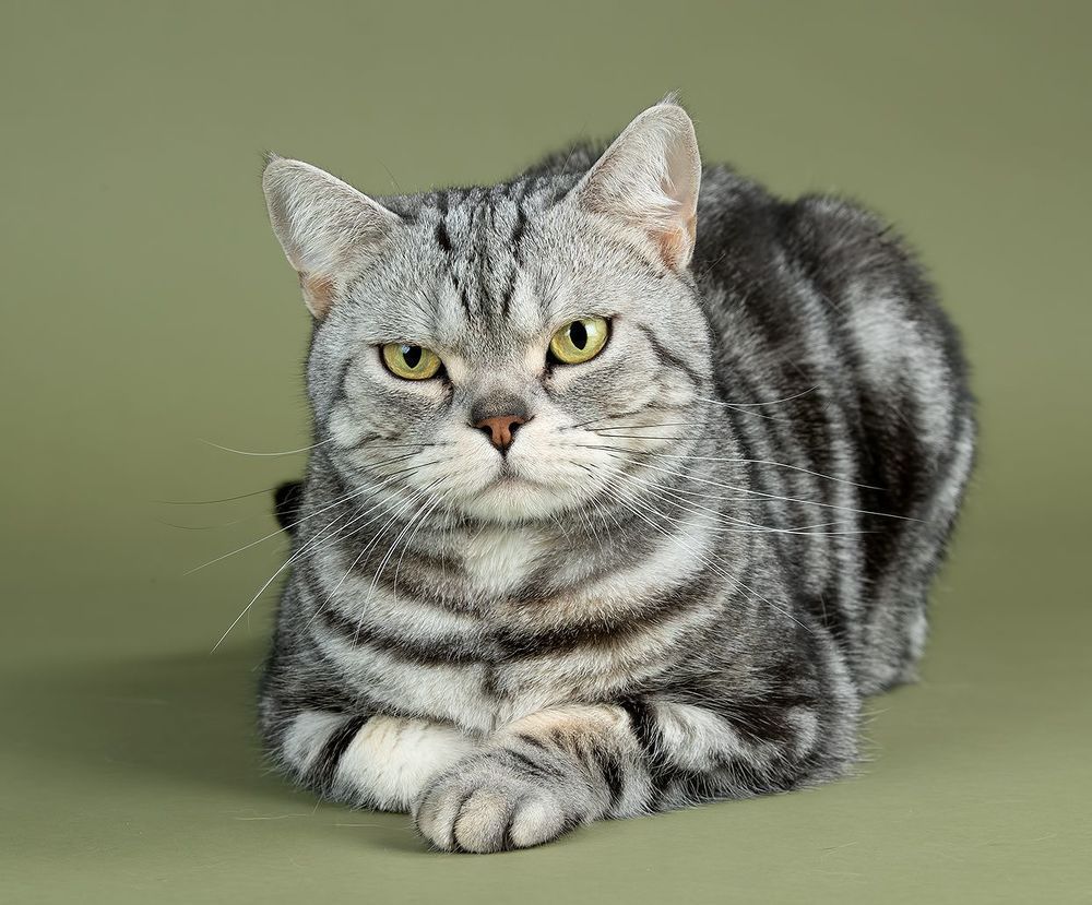 Маркиз. Американский короткошерстный кот - American shorthair cat