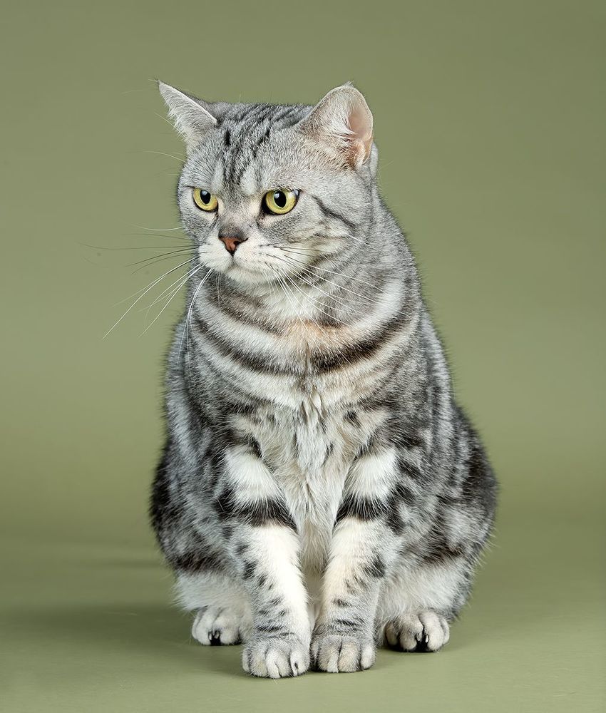 Маркиз. Американский короткошерстный кот - American shorthair cat