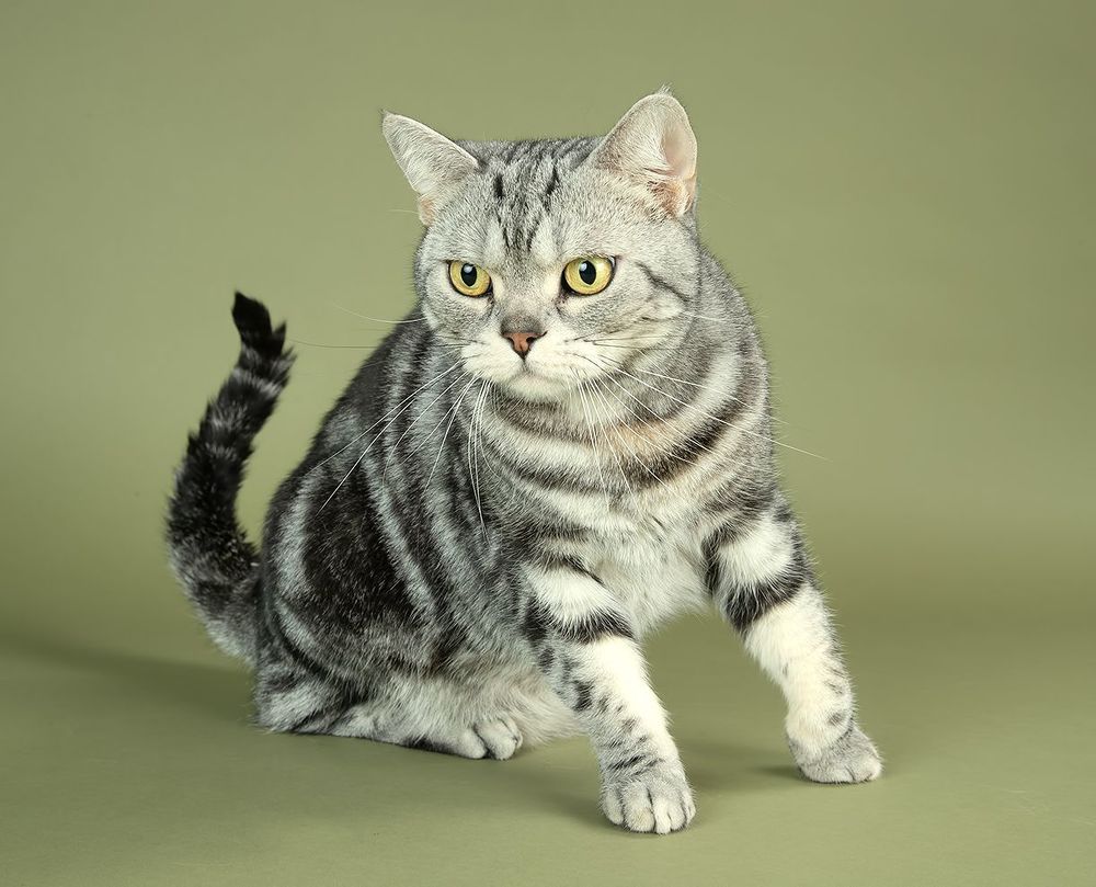 Маркиз. Американский короткошерстный кот - American shorthair cat