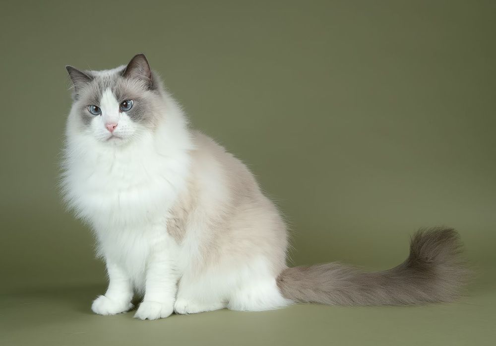 Матильда во всей красе  - Ragdoll Cat (Matilda)