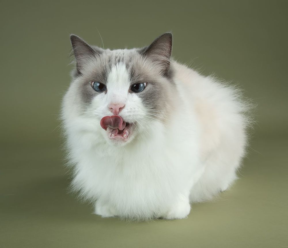Матильда во всей красе  - Ragdoll Cat (Matilda)