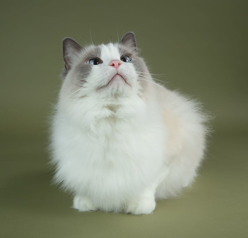 Матильда во всей красе  - Ragdoll Cat (Matilda)