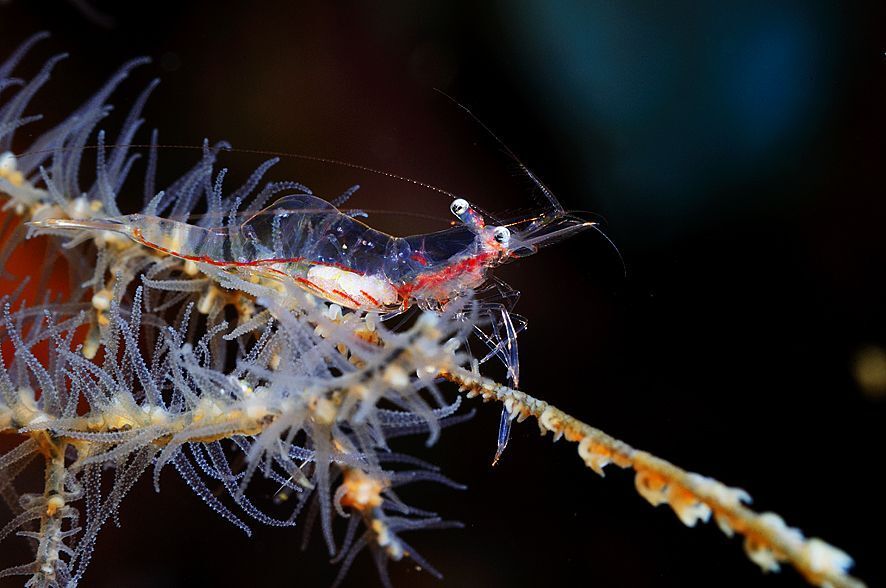 Philippines. Shrimps.