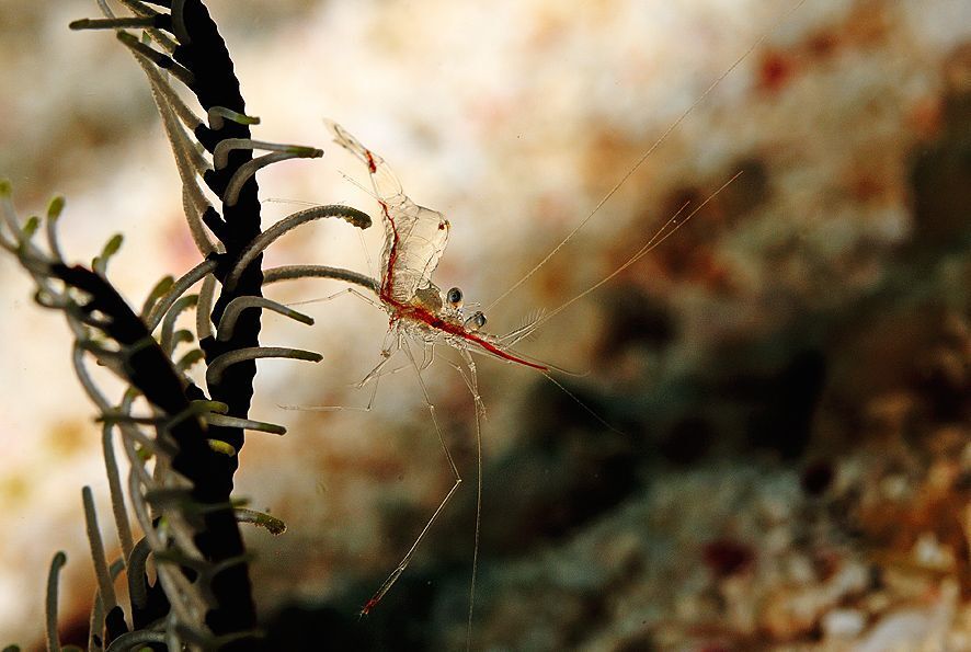 Philippines. Shrimps.