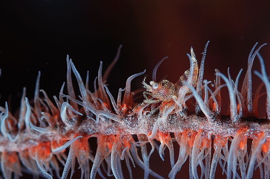 Philippines. Shrimps.